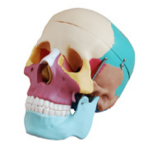 Colored natural size skull model